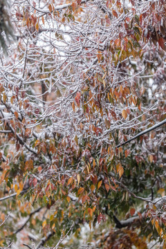 雪天枝叶