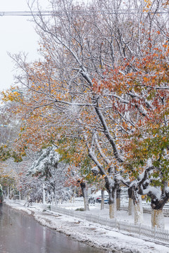 雪天枝叶