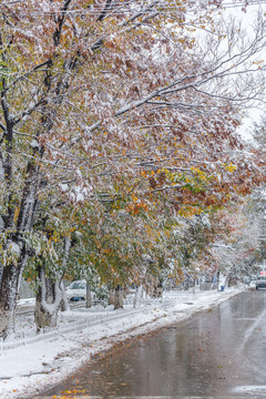 雪天枝叶