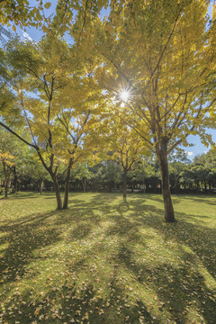 金黄色银杏树滇扑树与草坪落叶