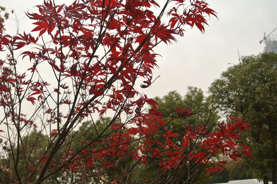 红色枫叶植物
