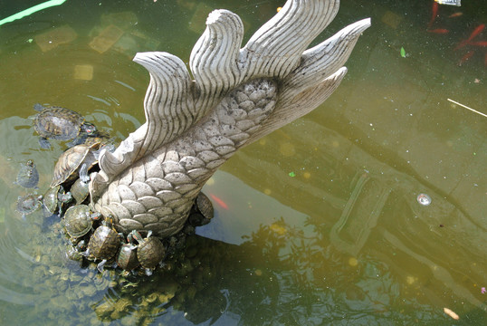 佛教殿堂内池中众龟爬龙尾