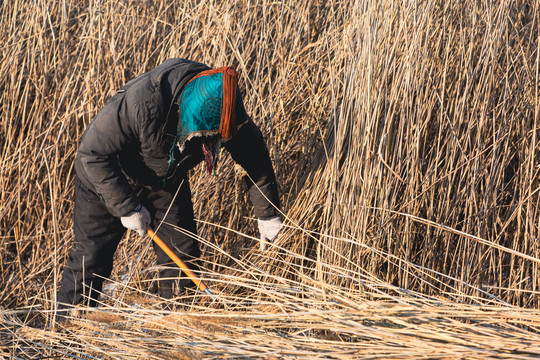 蒙古族收割芦苇