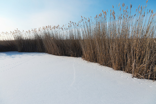 雪地芦苇冬季