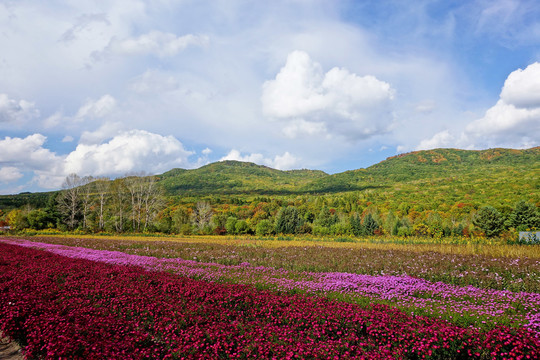 长白山秋山花田风景