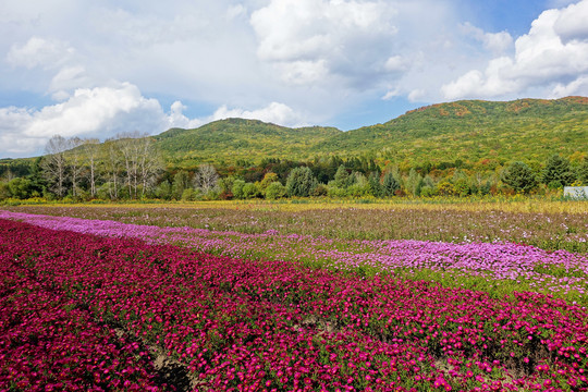 秋山花田秋色