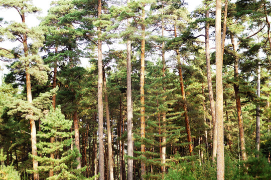 长白松松林秋景