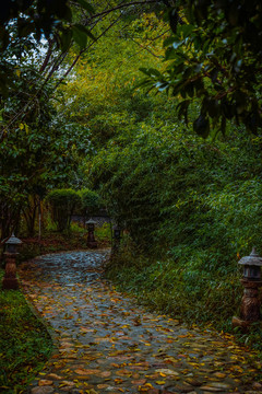 雨后花园秋色