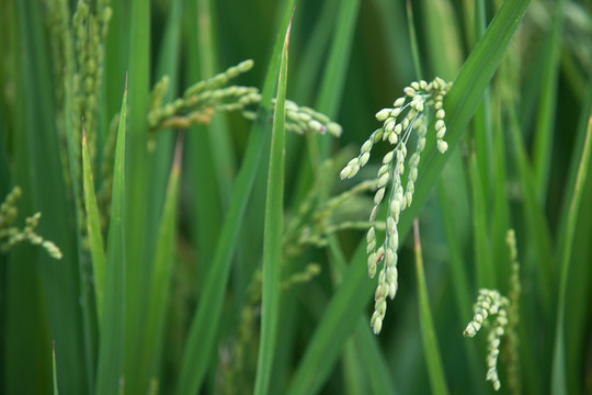 水田里即将成熟的水稻稻穗特写