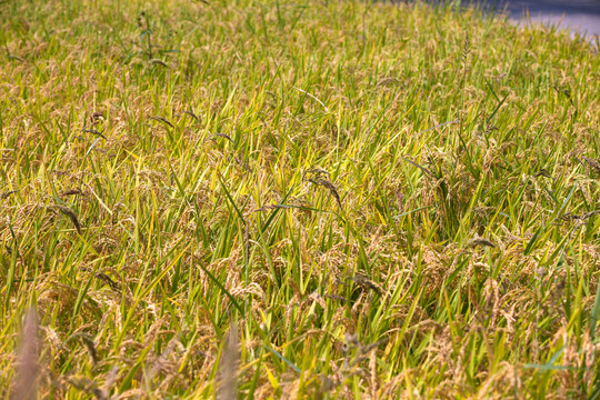 乡间水田里生长茂盛的水稻