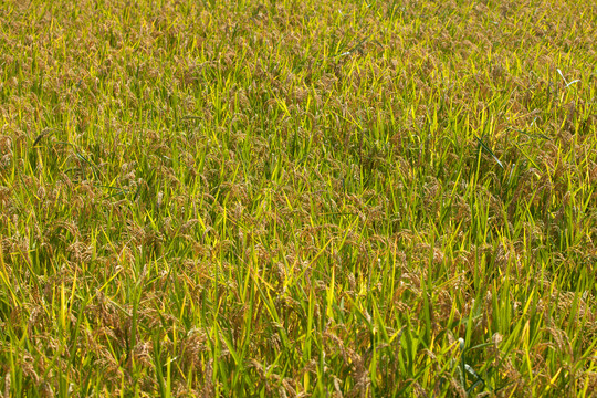 乡村田间种植的即将成熟的水稻