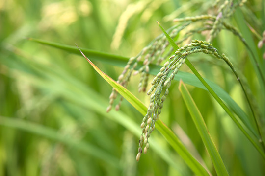 农村稻田里稻穗饱满的水稻