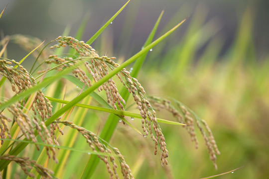 稻田里长势良好的水稻作物