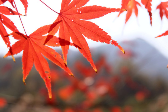 山里红秋色枫叶