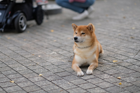 可爱的柴犬