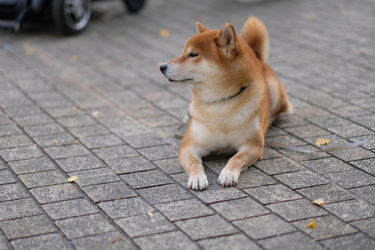 可爱的柴犬