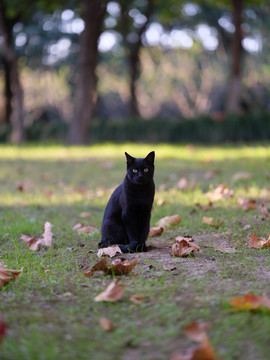 公园里的黑猫