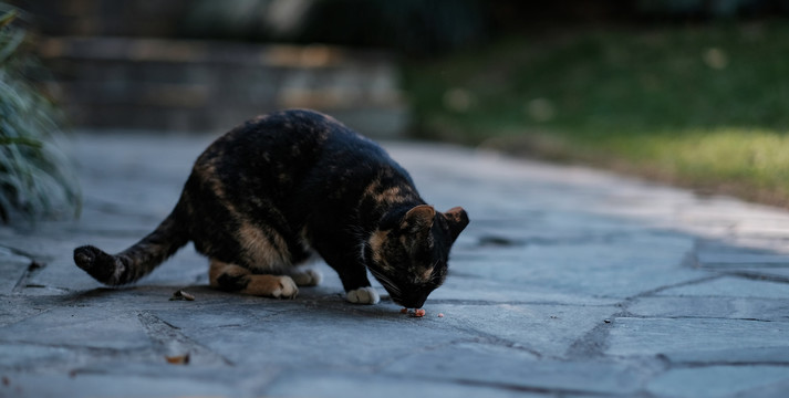 公园里的流浪猫