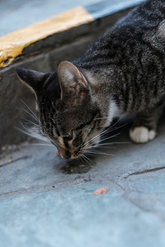 公园里的流浪猫