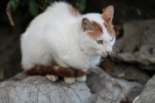 公园里的流浪猫