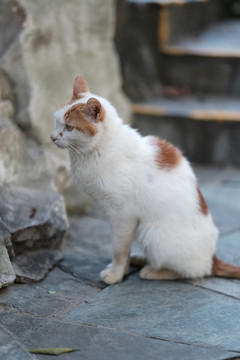 公园里的流浪猫