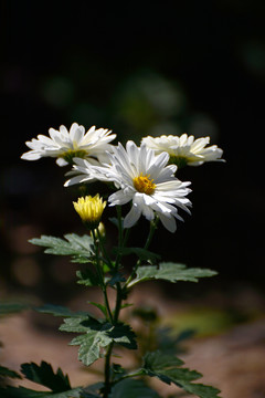 菊花