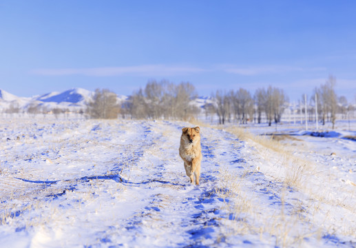 中华田园犬大雪天