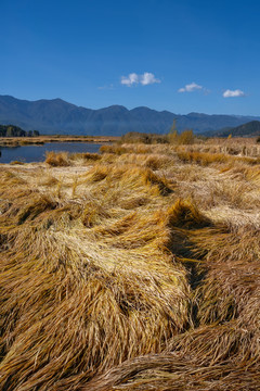 四川凉山泸沽湖草海