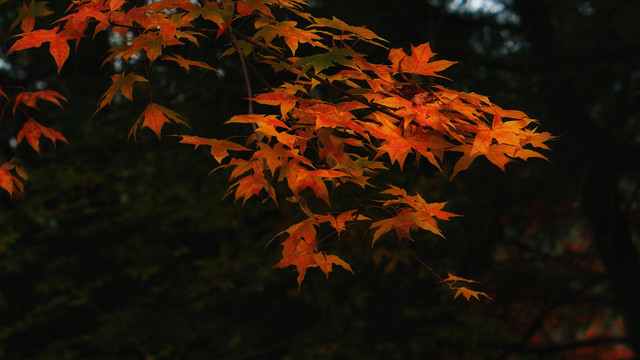 香山红叶