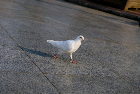 鸽子