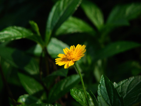 南美蟛蜞菊