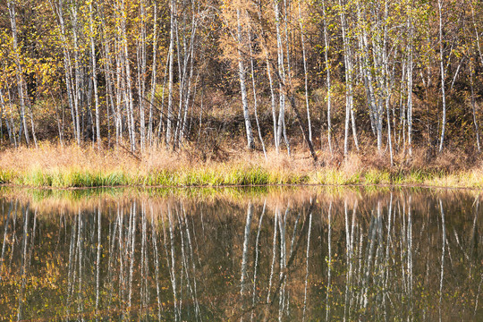 水边白桦树秋季