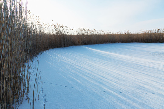 冬季芦苇荡雪地光影