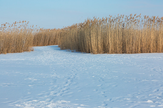 湿地雪地冬季芦苇