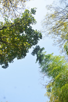 仰望天空树枝