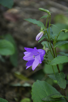 沙参花