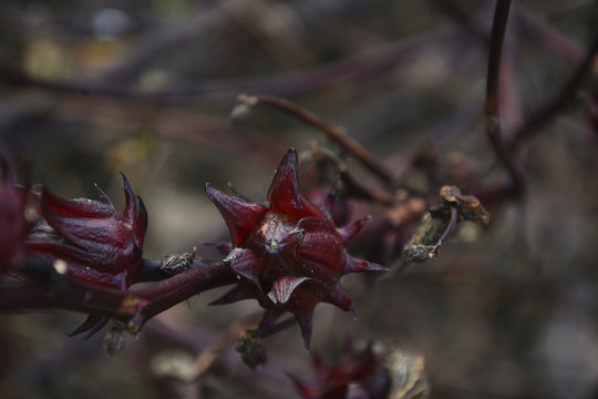 玫瑰茄