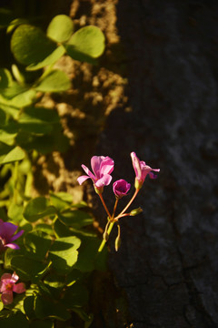 阳光与酢浆草花