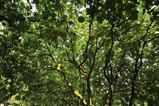 柚树林