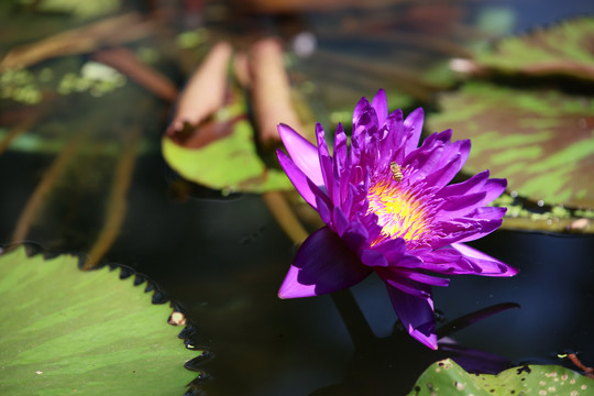 睡莲花