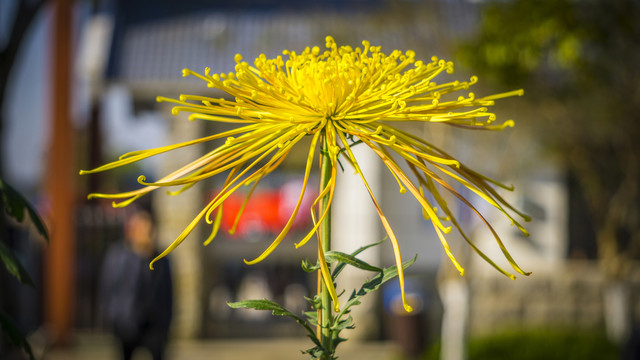 园林生态园菊花