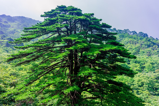 黄山风景区