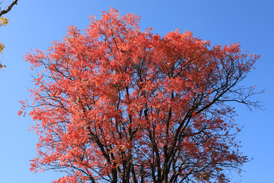 秋冬的红树叶