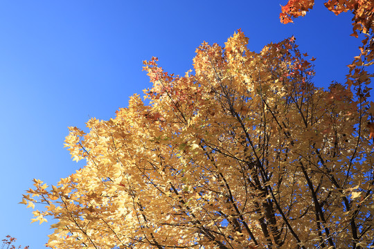 秋冬的金黄树叶