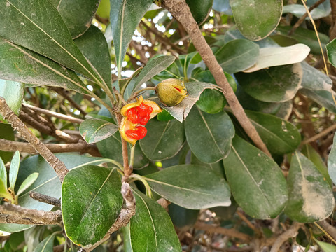 海桐花