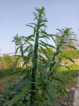 芝麻种植