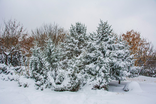 挂着雪的松树树木与雪地