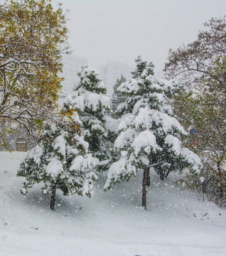 两棵挂着雪的松树与雪地雪花