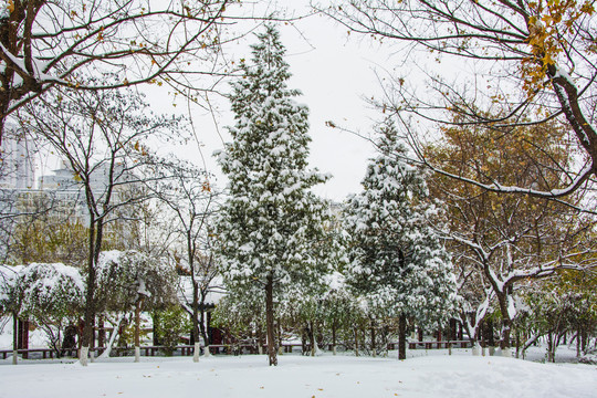 两棵挂着雪的松树与长廓雪地