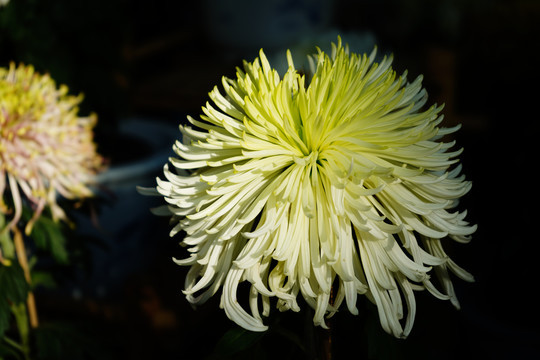 菊花